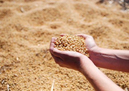 Soja do Brasil deve crescer 3,1% com clima mais favorável; confira os números