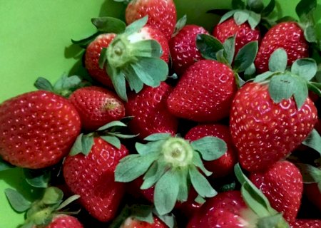 Produtor paulista une mel e morango e cria negócio sustentável no campo