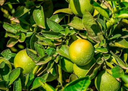Logística e preços baixos: Câmara Setorial apoiará produtores de citros