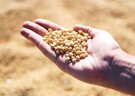 Soja brasileira rouba espaço dos EUA; preços sobem e mercado ganha ritmo