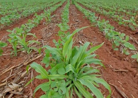 Eliminar plantas de milho tiguera é fundamental para proteger a cultura da soja