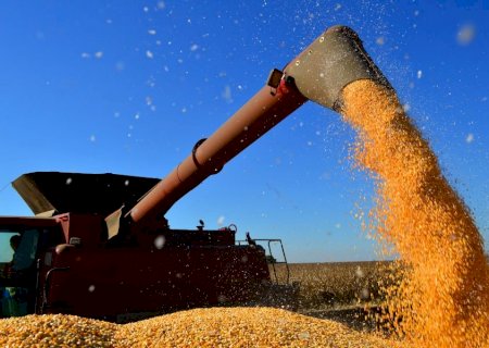 Milho surpreende em Mato Grosso do Sul e produção pode chegar a 14,2 milhões de toneladas