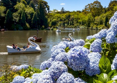Hortênsia é resgatada em projeto que une turismo, educação e identidade rural