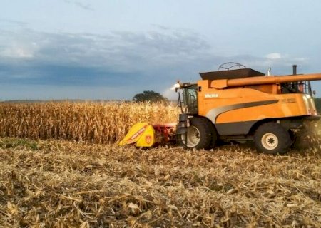 Colheita do milho avan&ccedil;a e atinge 97% da &aacute;rea cultivada em MS