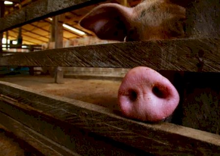 PIB catarinense cresce 5,4% impulsionado por produção de suínos e aves