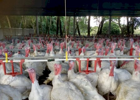 Paraná lidera crescimento nas exportações de carne de peru