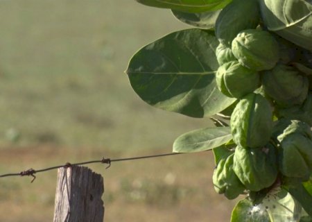 Algodão de seda: como eliminar a planta invasora que assombra seu pasto?