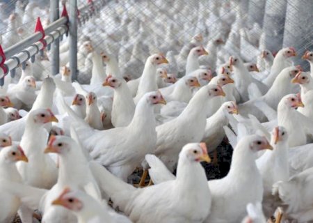 China avalia sistema sanitário no RS em passo crucial para retomar exportações de frango