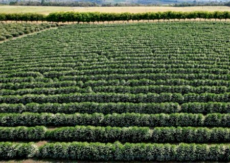 Brasil buscará reforçar papel do agro sustentável durante a COP30