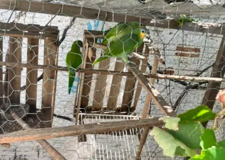 Homem é preso por manter aves em cativeiro e dar maconha aos animais