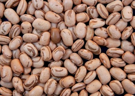 Cotações do feijão atingem os maiores patamares desde abril/25