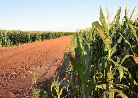 Dívidas e inadimplência do agro de MS aumentam, enquanto score do setor cai