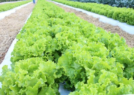 Calor pode inviabilizar cultivo de alface em campo aberto no Brasil até o fim do século