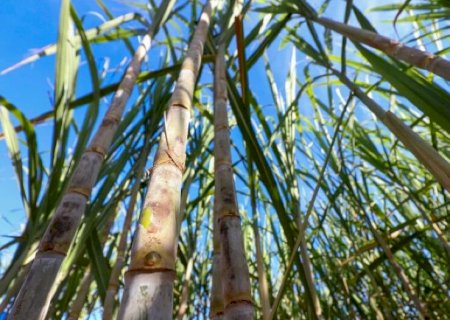 Mato Grosso do Sul se destaca como polo nacional de bioenergia