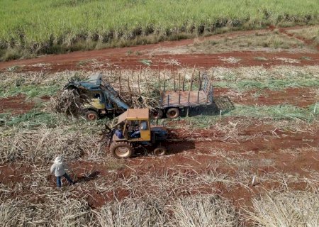 Tecnologia consegue prever a produtividade da cana com 89% de acerto
