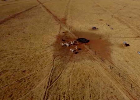 Da pastagem ao lucro: a estratégia do diferimento de pasto que evita o prejuízo na seca