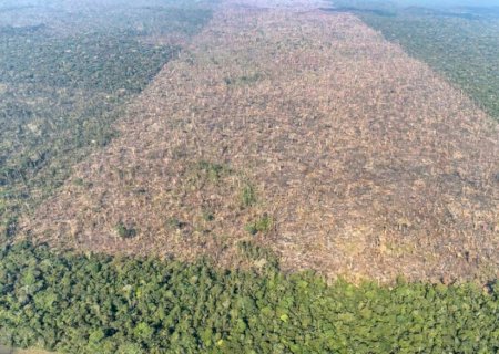Sistema para monitoramento diário de toda a Amazônia é lançado