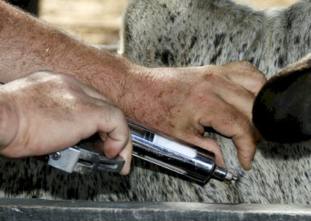 Sobe para 612 o número de mortes de animais em investigação após uso de vacina