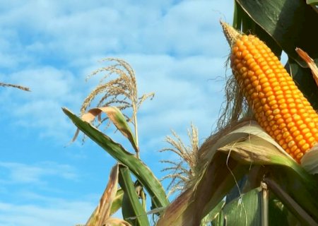 Safra global de milho é reduzida pelo USDA mesmo com recordes de produção