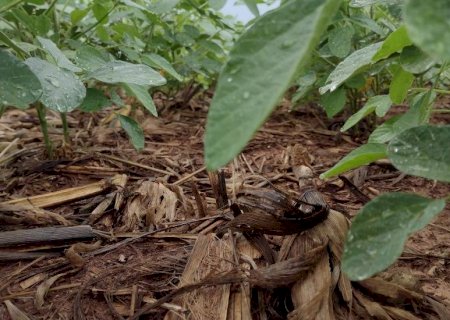 Expectativa positiva, mas com atenção ao clima: panorama para a safra de soja 2025/2026 em Mato Grosso do Sul