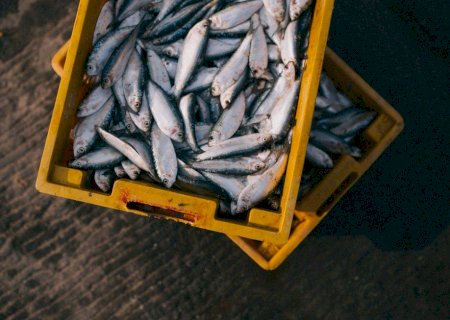 Brasil intensifica negociações para voltar a exportar pescados à Europa