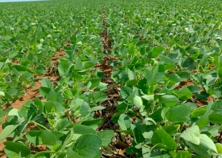 Maracaju lidera a produção de soja em Mato Grosso do Sul, aponta levantamento do SIGA-MS