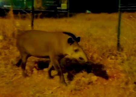 VÍDEO: anta é vista passeando nos altos da Afonso Pena