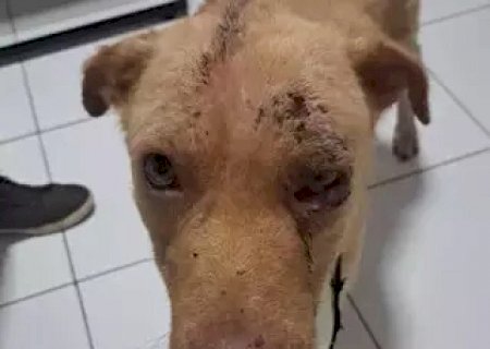 Homem é preso em Dourados por espancar cachorro com enxada na frente das filhas