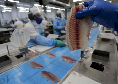 Consumo de tilápia deve continuar crescendo 10% ao ano na próxima década, estima setor
