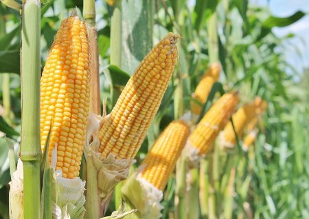 Indicador do milho volta a superar os R$ 65 por saca