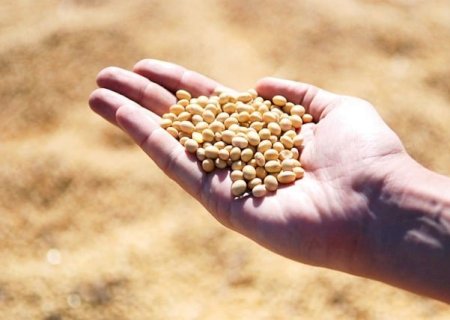'Cultivo foi excelente, com boa produtividade. Esperamos nova safra positiva', diz o presidente da Aprosoja RR