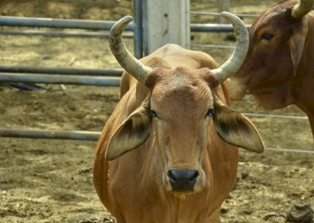 Índia abre mercado para derivados de ossos bovinos, chifres e cascos do Brasil.