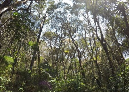 BNDES anuncia R$ 10 milhões para restauração florestal
