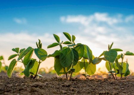 Plantio de soja avança e atinge 14% no Brasil, aponta consultoria