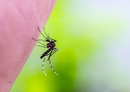 Brasil concentra 96% dos casos de chikungunya nas Américas, aponta OMS