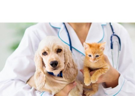 Zé Teixeira - Deputado propõe inclusão de campanhas para pets no calendário oficial