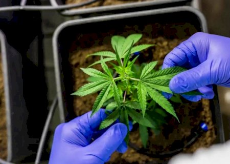 Governo Federal pede mais prazo para regulamentação de uso de cannabis para fins medicinais
