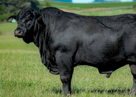 Cruzamento entre caracu e devon pode ajudar a potencializar a pecuária moderna; saiba mais