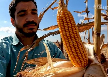 O segredo da alta produtividade: segunda safra de milho alcança 160 sc/ha em Sonora