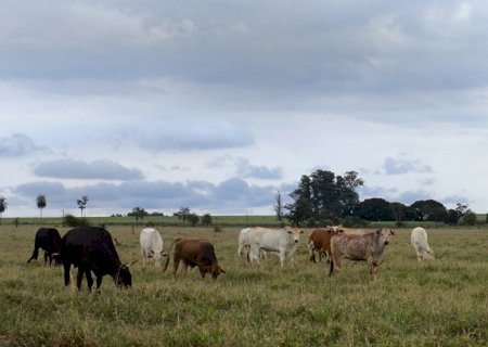 Mato Grosso do Sul tem mais gado do que gente, aponta levantamento