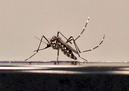 Ministério amplia investimento em tecnologias de combate ao Aedes aegypti e espera disponibilizar vacina brasileira contra dengue em 2026