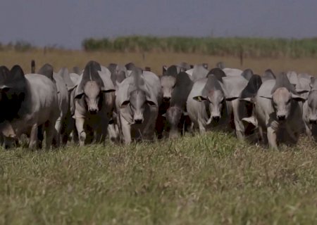 Pecuária: cálculo da lotação conecta gestão financeira à produtividade; entenda