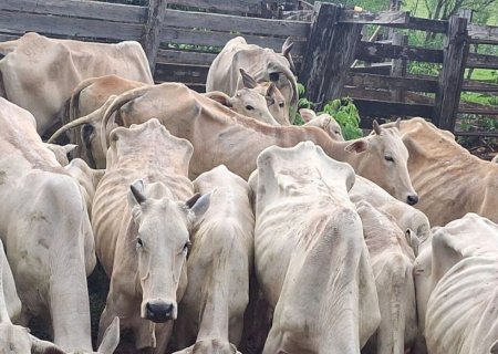 Homem é autuado por maus-tratos a gado e recebe multa de R$ 91 mil em Glória de Dourados