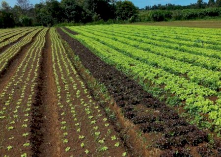 Embrapa cria sistema que economiza 61% da água na produção de hortaliças