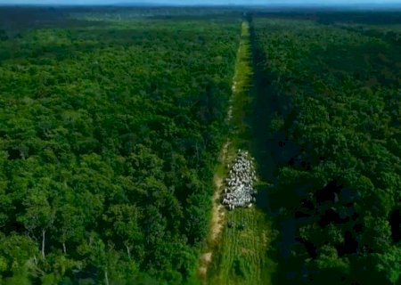 Na COP30, FGV e Abiec destacam potencial sustentável da pecuária