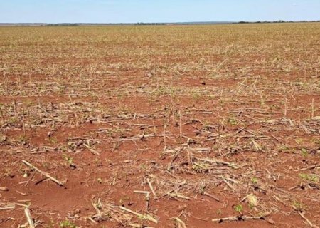 Granizo atinge cerca de 2 mil hectares de soja em Mato Grosso do Sul