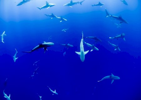 Saúde do oceano brasileiro cai e chega a 'ponto de não retorno', alerta especialista
