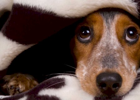 Veterinários alertam para cuidados com pets durante fogos no fim de ano
