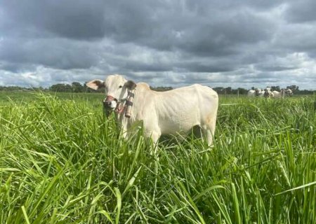 Integra&ccedil;&atilde;o no pasto faz gado engordar mais e emitir menos metano