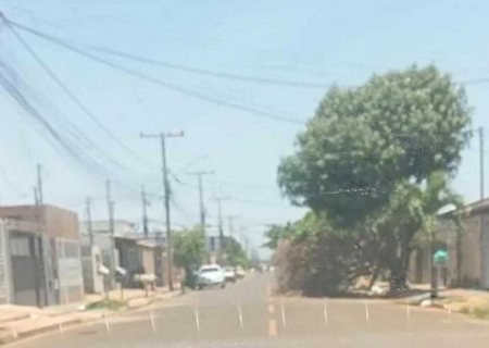 Árvore caída bloqueia metade da Rua Cachoeira do Campo e complica trânsito no Caiobá